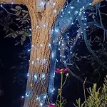 Pajara Enka Depressa