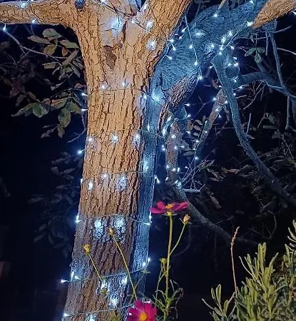 Pajara Enka Depressa